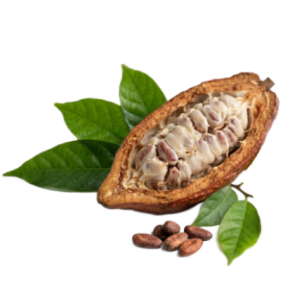 cocoa