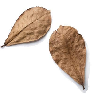 Terminalia Catappa